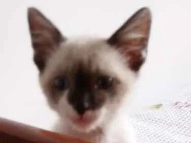 Gato ra a SDR idade 2 a 6 meses nome Bambino 