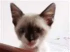 Gato raça SDR idade 2 a 6 meses nome Bambino 