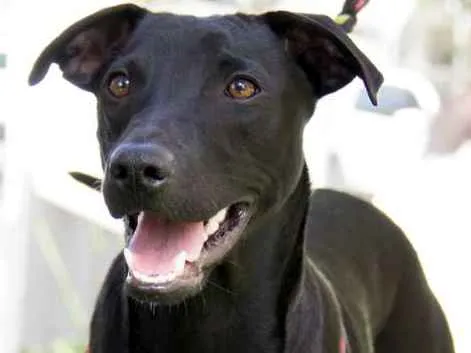 Cachorro ra a Srd idade 7 a 11 meses nome Bento