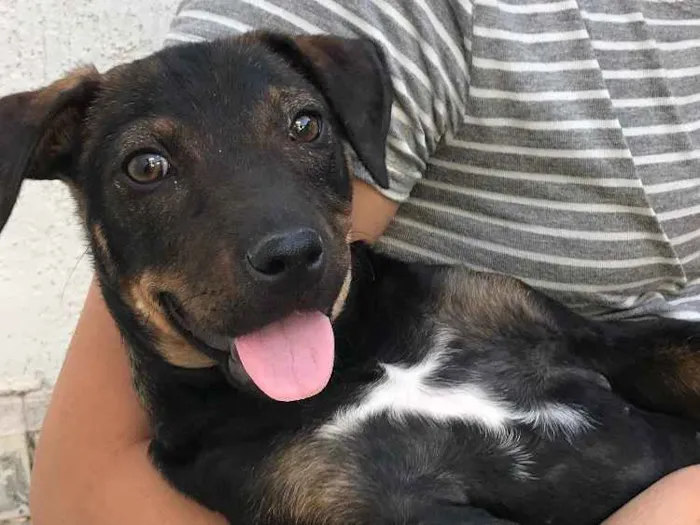 Cachorro ra a SRD idade 2 a 6 meses nome Mabel