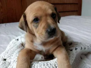 Cachorro raça Vira-lata idade 2 a 6 meses nome Amora