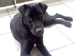 Cachorro raça Misturado  idade 1 ano nome Nao tem nome 