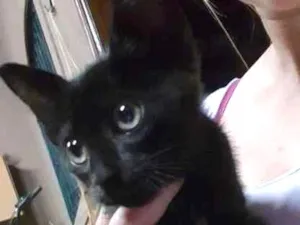 Gato raça vira idade Abaixo de 2 meses nome Tição