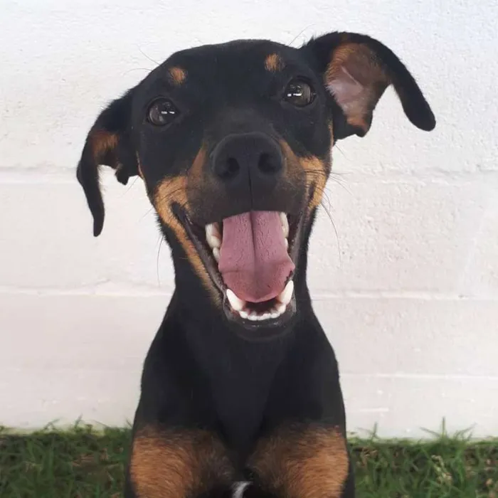 Cachorro ra a SRD idade 7 a 11 meses nome Bia