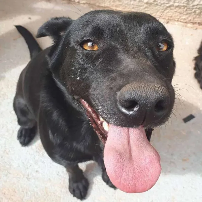 Cachorro ra a SRD idade 3 anos nome Esperança