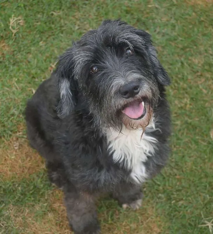 Cachorro ra a SRD idade 4 anos nome Pérola Negra