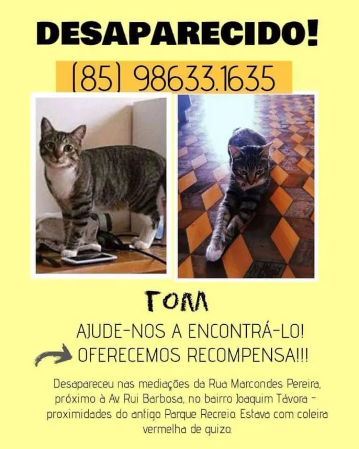 Gato ra a Misturada idade  nome Tom