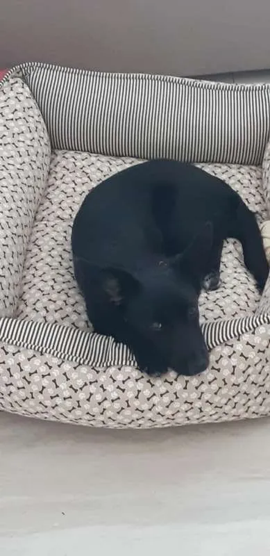 Cachorro ra a Vira-Lata idade 7 a 11 meses nome Jurema
