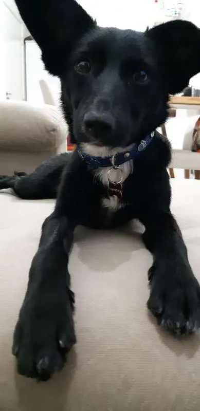 Cachorro ra a Vira-Lata idade 7 a 11 meses nome Jurema