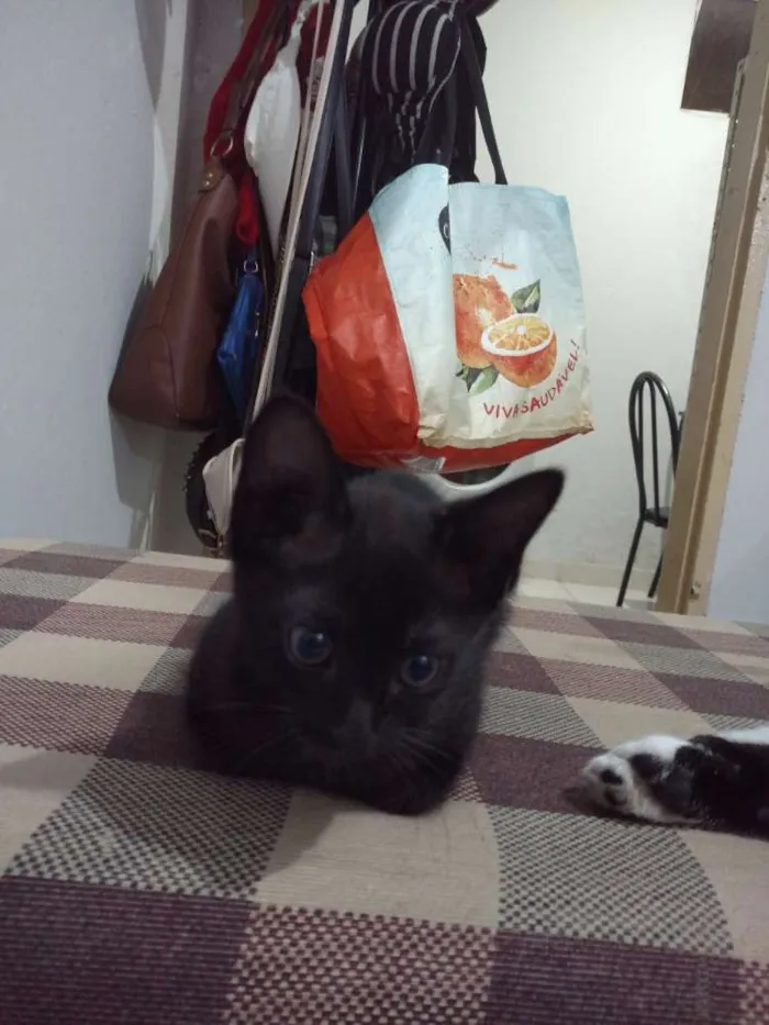 Gato raça Sem raça definida idade 2 a 6 meses nome Capitu