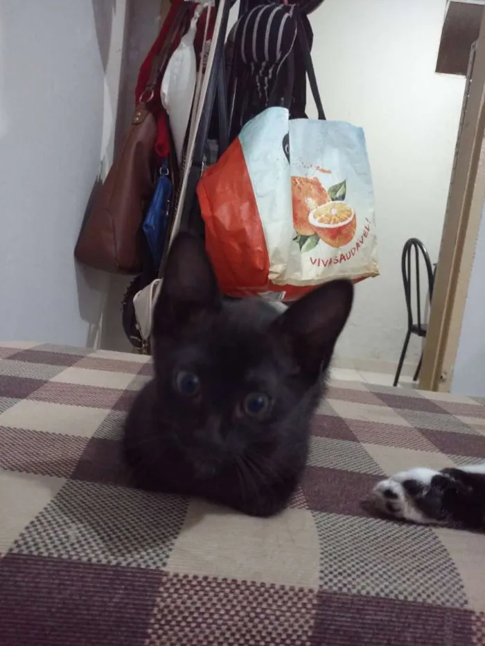 Gato raça Sem raça definida idade 2 a 6 meses nome Capitu