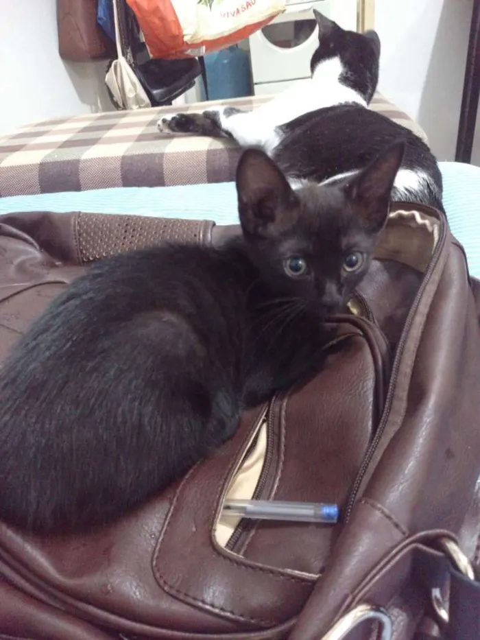 Gato raça Sem raça definida idade 2 a 6 meses nome Capitu