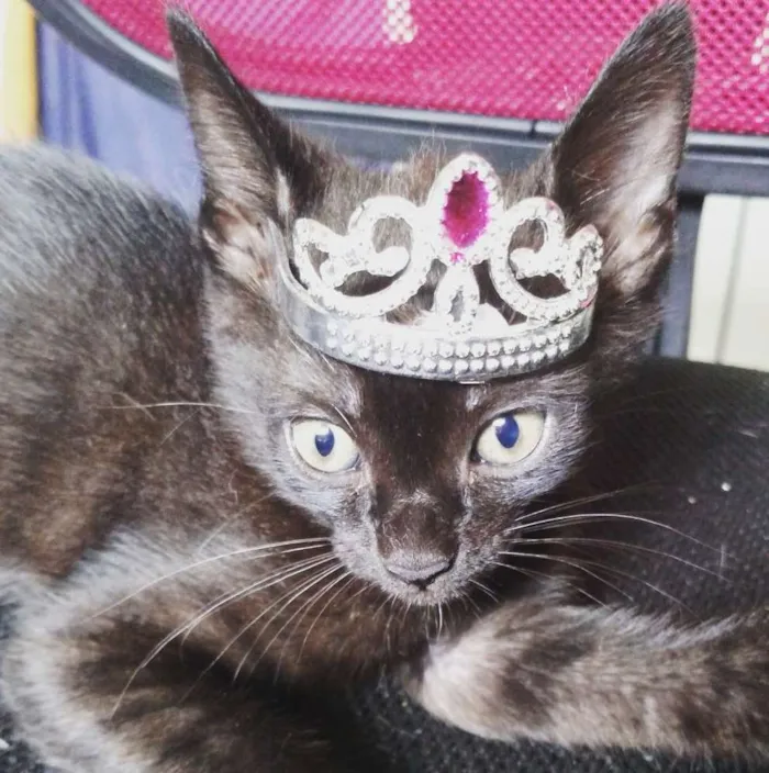 Gato raça Sem raça definida idade 2 a 6 meses nome Capitu
