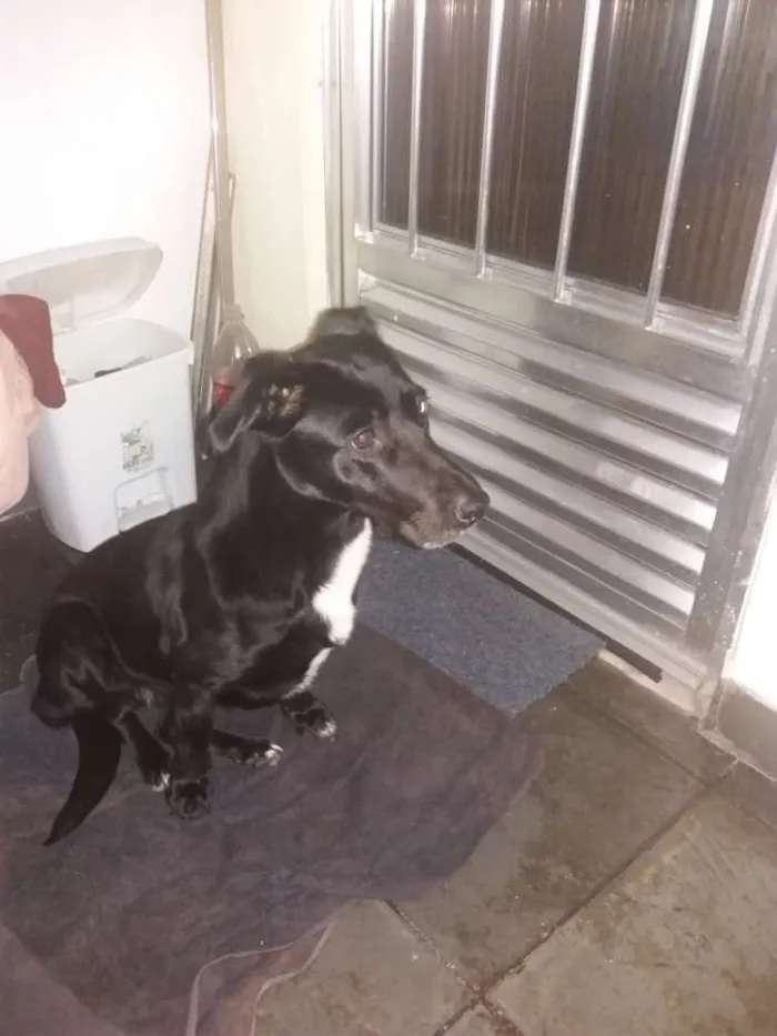 Cachorro ra a Vira lata  idade 5 anos nome Lory