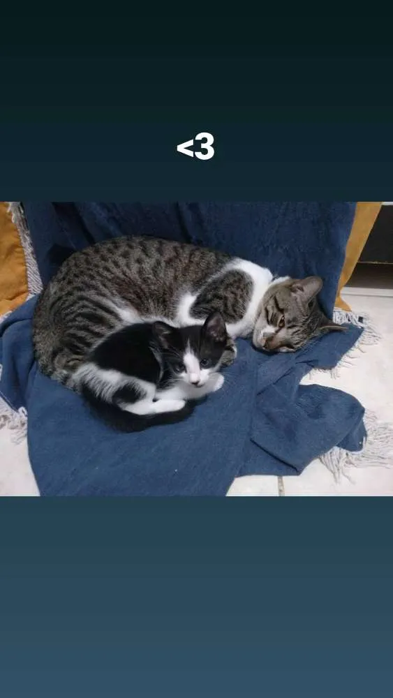 Gato raça Sem raça definida idade 2 a 6 meses nome Panda