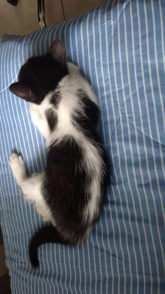 Gato raça Sem raça definida idade 2 a 6 meses nome Panda