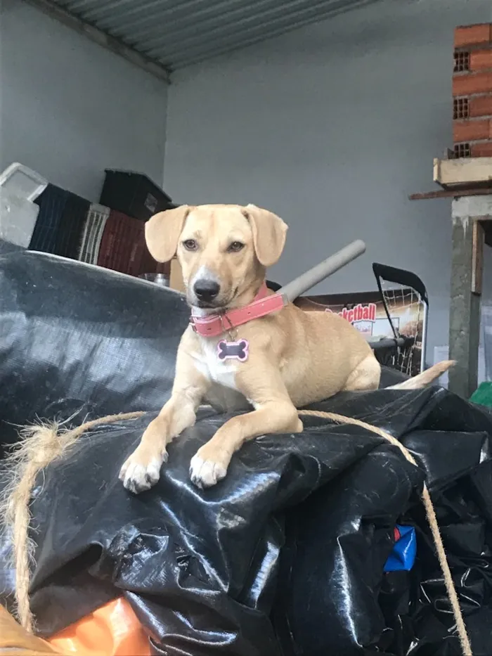 Cachorro ra a  idade 7 a 11 meses nome Paçoca 