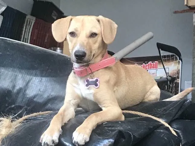 Cachorro ra a  idade 7 a 11 meses nome Paçoca 