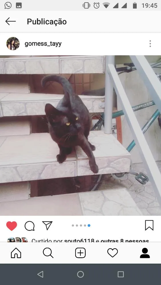 Gato ra a Vira lata idade 2 a 6 meses nome Zola