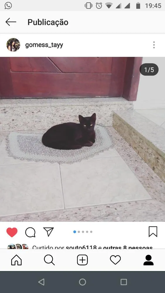 Gato ra a Vira lata idade 2 a 6 meses nome Zola