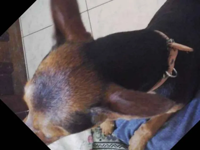 Cachorro ra a Pint 3 com salsichão idade 2 anos nome Mel