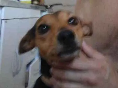 Cachorro ra a Pint 3 com salsichão idade 2 anos nome Mel