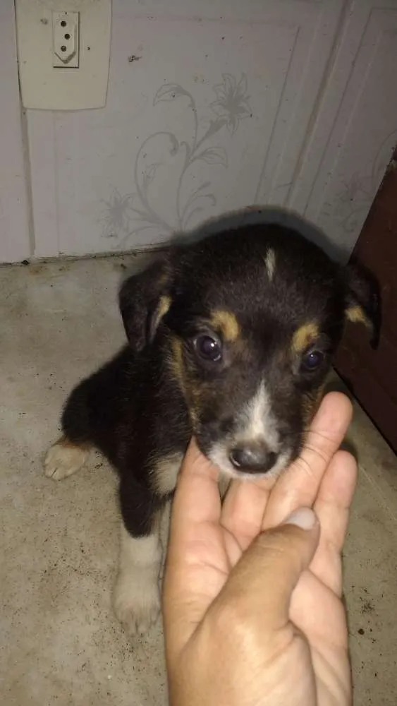 Cachorro ra a Vira lata  idade 2 a 6 meses nome Sem nome