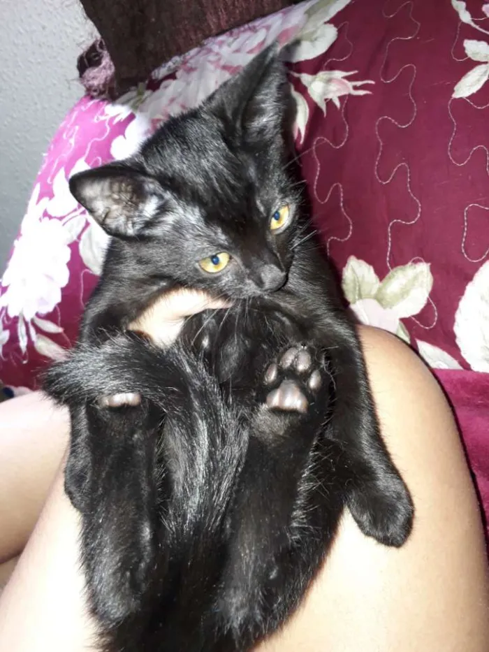 Gato ra a  idade 2 a 6 meses nome Odin e Mika