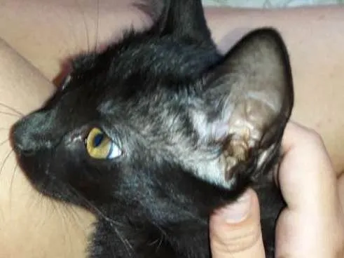 Gato ra a  idade 2 a 6 meses nome Odin e Mika
