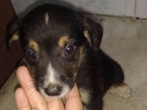 Cachorro ra a Vira lata  idade 2 a 6 meses nome Sem nome