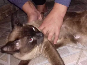 Gato raça Siamês idade 1 ano nome sem nome
