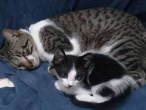 Gato raça Sem raça definida idade 2 a 6 meses nome Panda
