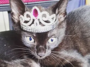Gato raça Sem raça definida idade 2 a 6 meses nome Capitu