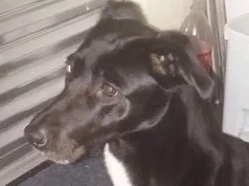 Cachorro ra a Vira lata  idade 5 anos nome Lory