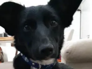 Cachorro raça Vira-Lata idade 7 a 11 meses nome Jurema