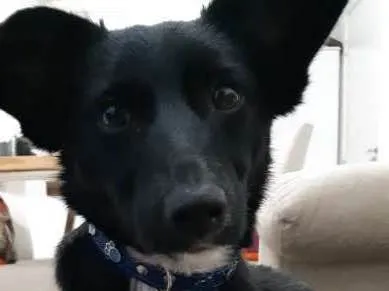 Cachorro ra a Vira-Lata idade 7 a 11 meses nome Jurema