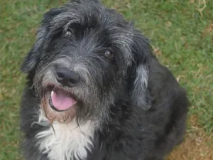 Cachorro raça SRD idade 4 anos nome Pérola Negra