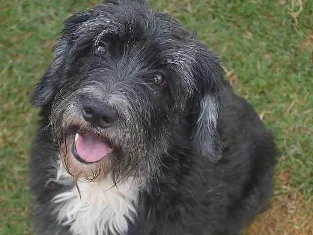 Cachorro ra a SRD idade 4 anos nome Pérola Negra