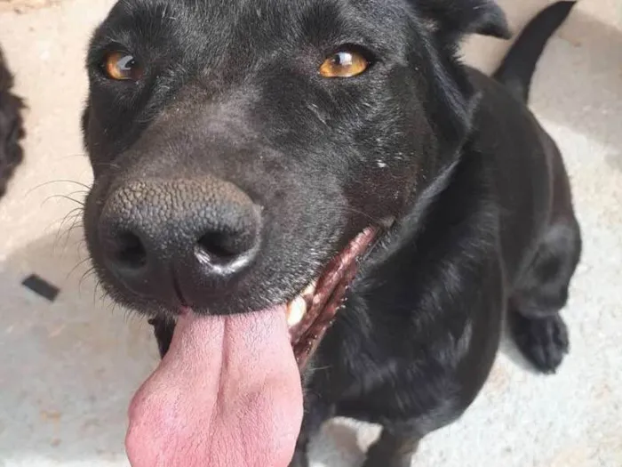 Cachorro ra a SRD idade 3 anos nome Esperança