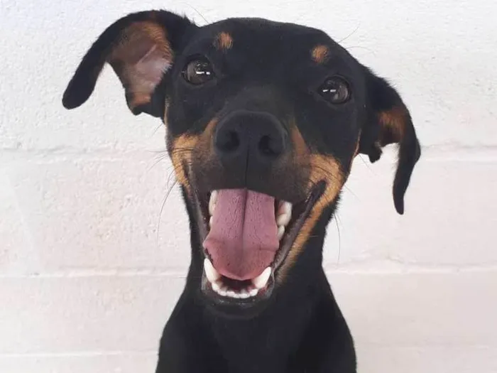 Cachorro ra a SRD idade 7 a 11 meses nome Bia