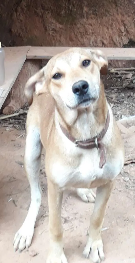 Cachorro ra a SRD idade 7 a 11 meses nome Livia