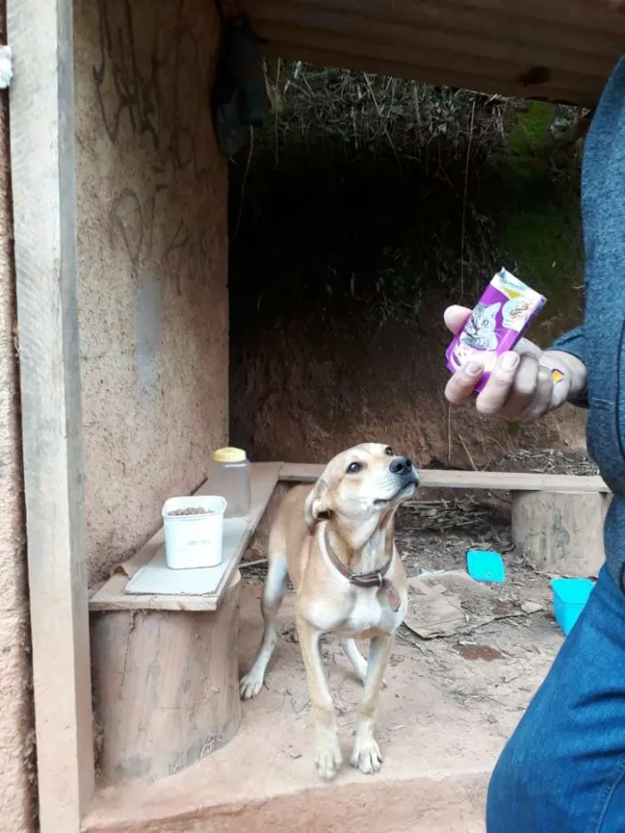 Cachorro ra a SRD idade 7 a 11 meses nome Livia