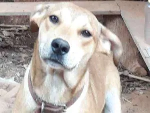 Cachorro raça SRD idade 7 a 11 meses nome Livia