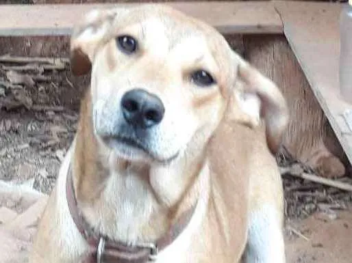 Cachorro ra a SRD idade 7 a 11 meses nome Livia