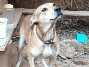 Cachorro ra a SRD idade 7 a 11 meses nome Livia