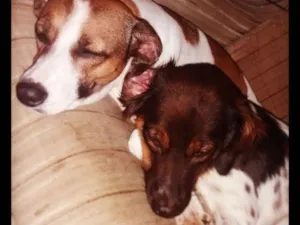 Cachorro raça Sem raça definida (vira-latas) idade 3 anos nome Serena e Mellody