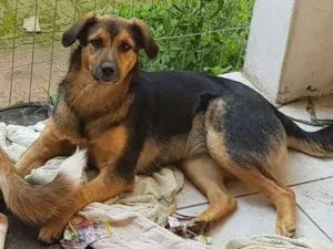 Cachorro raça SRD idade 7 a 11 meses nome Preta