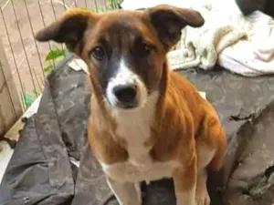 Cachorro raça SRD idade 7 a 11 meses nome Cacau