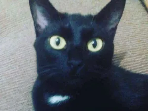 Gato raça Srd idade 1 ano nome Agatha