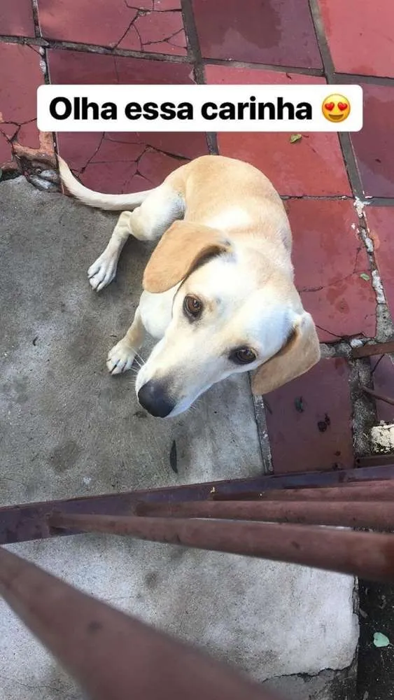 Cachorro ra a Sem raça definida idade 1 ano nome Meg